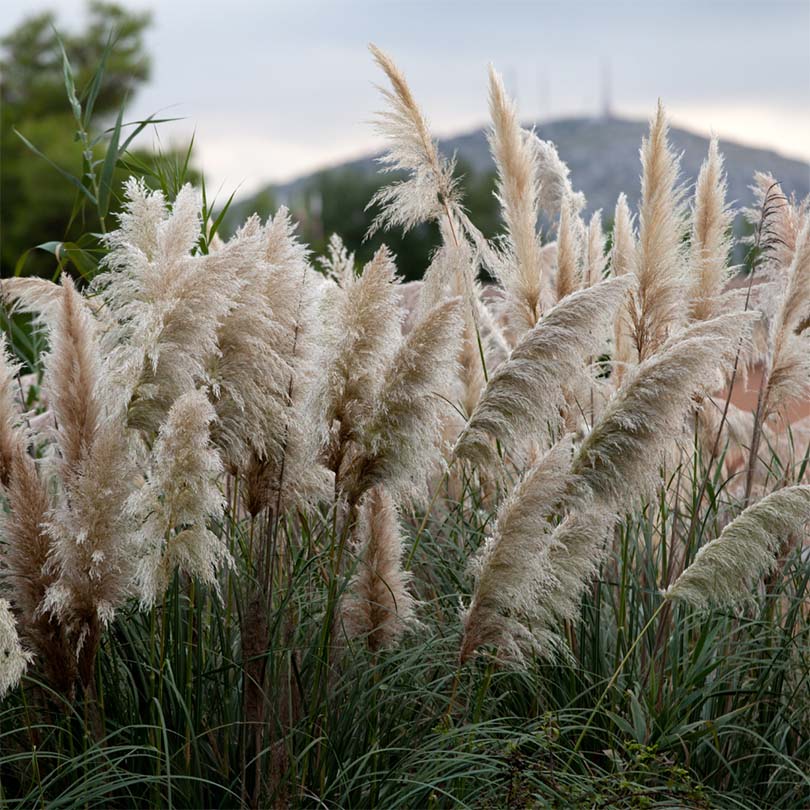 L’herbe de la pampa : Culture, Récolte et Conservation de cette
