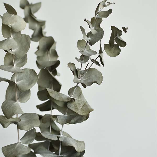 FLEURS-SECHEES_0000_eucalyptus