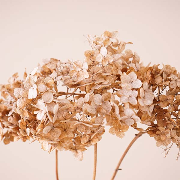 FLEURS-SECHEES_0003_hortensia
