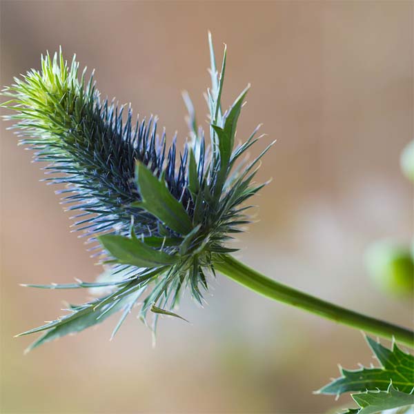 FLEURS-SECHEES_0004_chardon