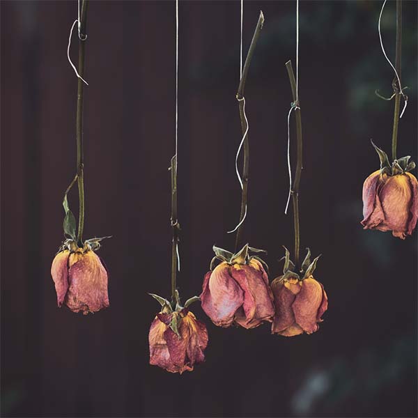 FLEURS-SECHEES_0005_rose