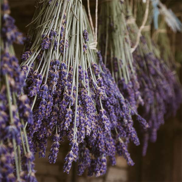 FLEURS-SECHEES_0006_lavande
