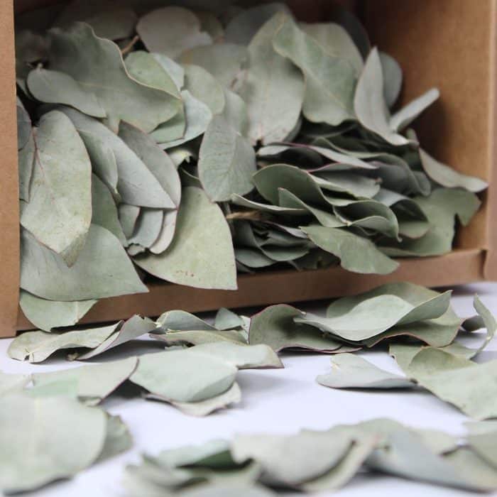 Confettis d’Eucalyptus