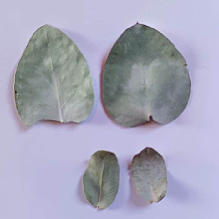 Confettis d’Eucalyptus – Image 2
