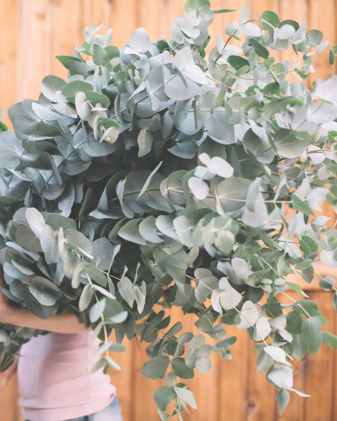 Eucalyptus cinerea