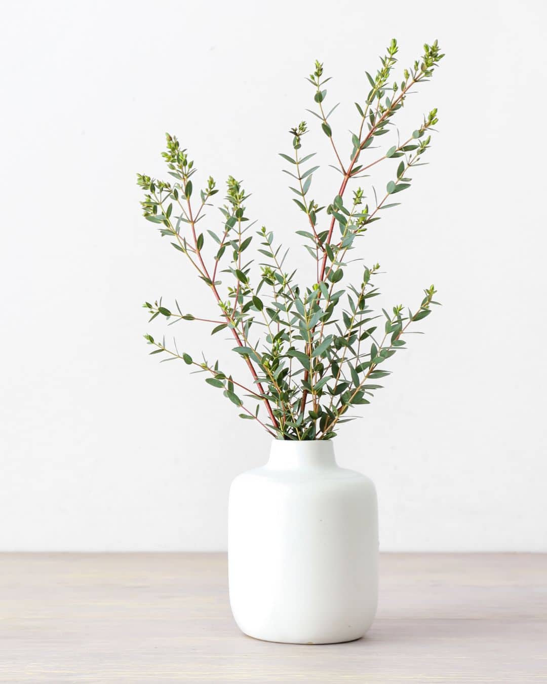 Eucalyptus Parvifolia