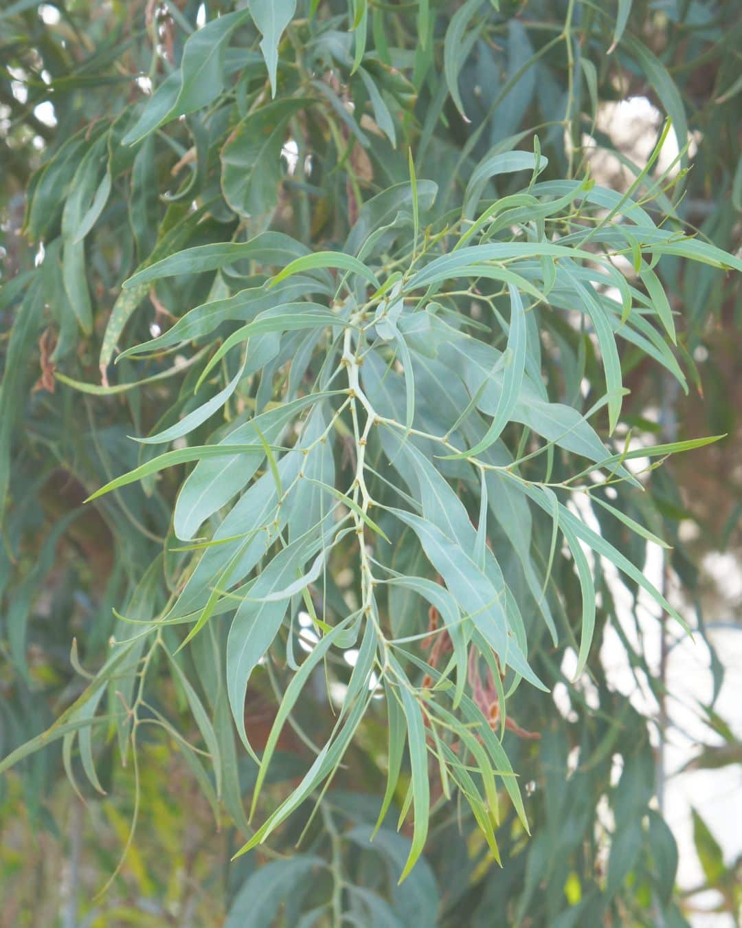 Eucalyptus Nicholii