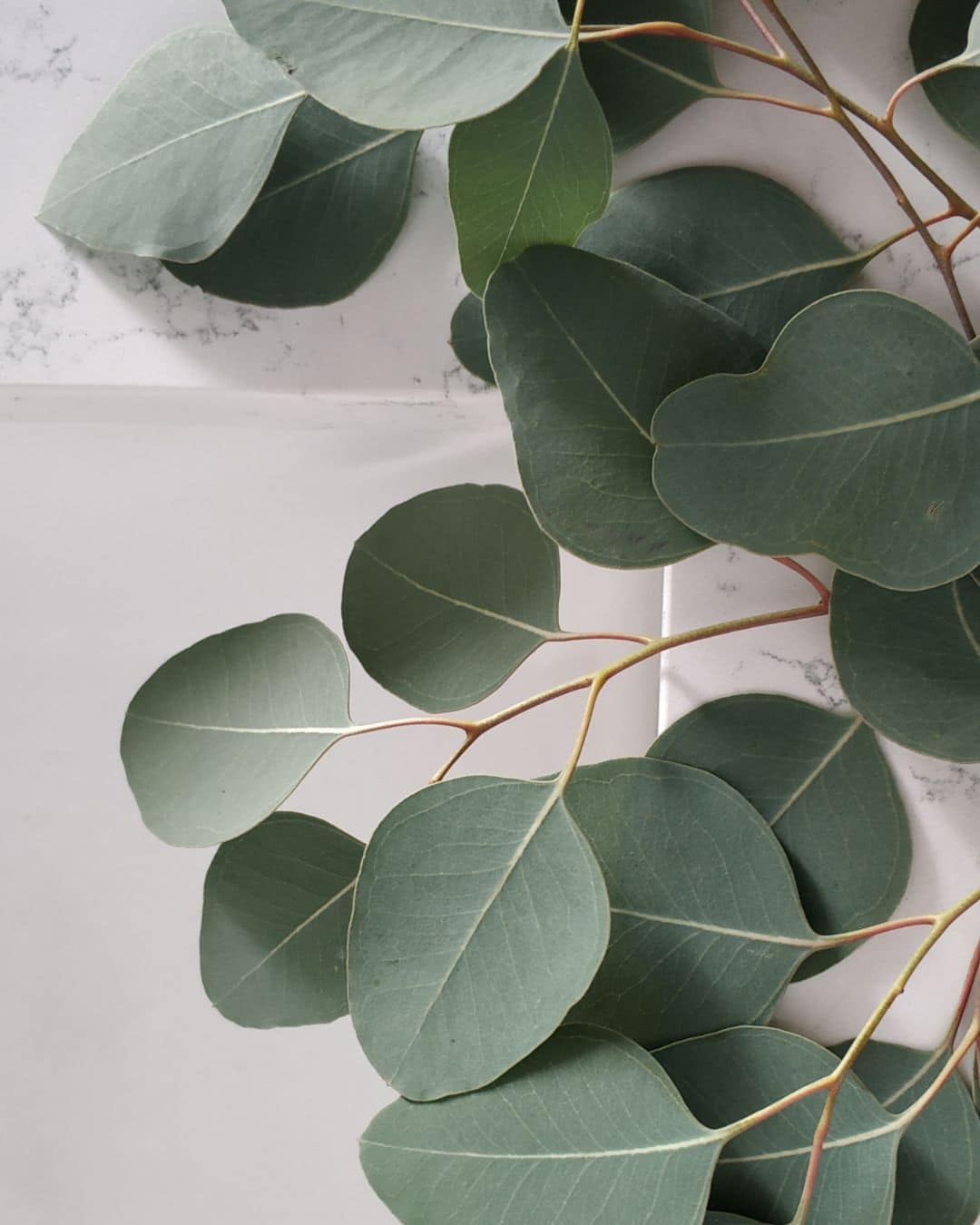 Eucalyptus Populus