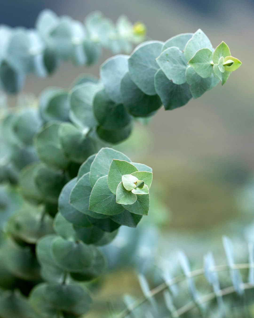 Eucalyptus Baby Blue