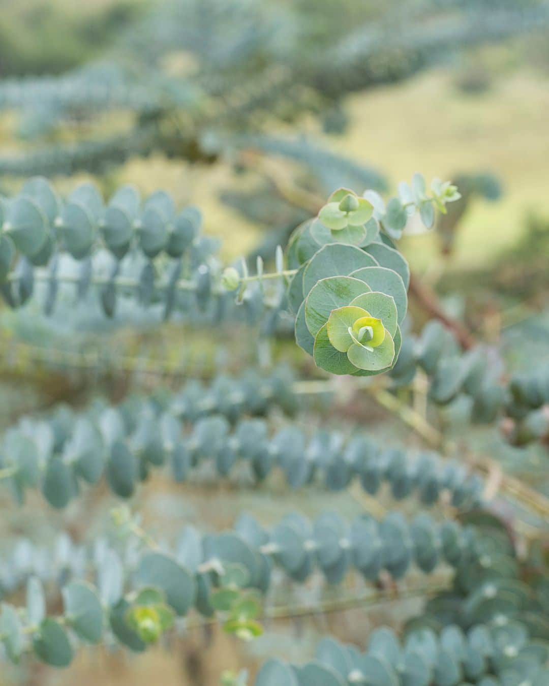 Eucalyptus Pulverulenta