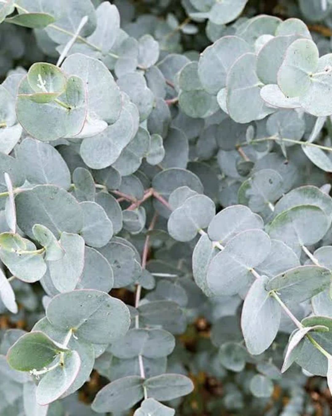 Eucalyptus Gunnii